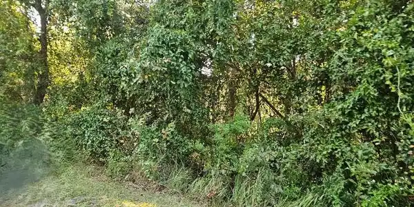 Image 4: Wooded - 2 Lots in Point Clear Riveria