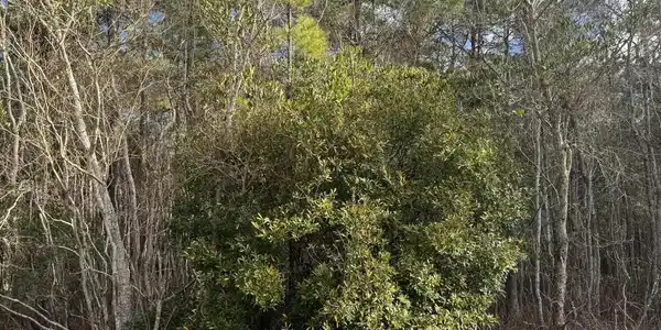 Lot 2224 Peach Street