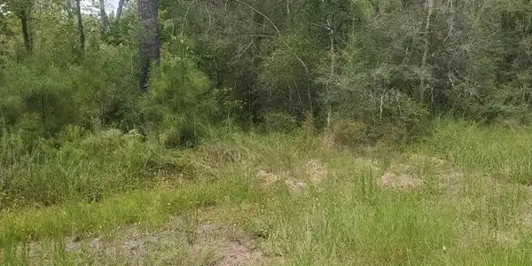 Dove Street Lot 81 & 82