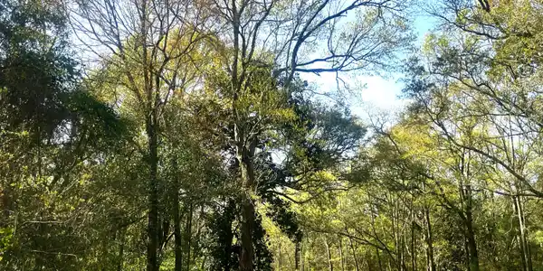 Image 2: Oaks