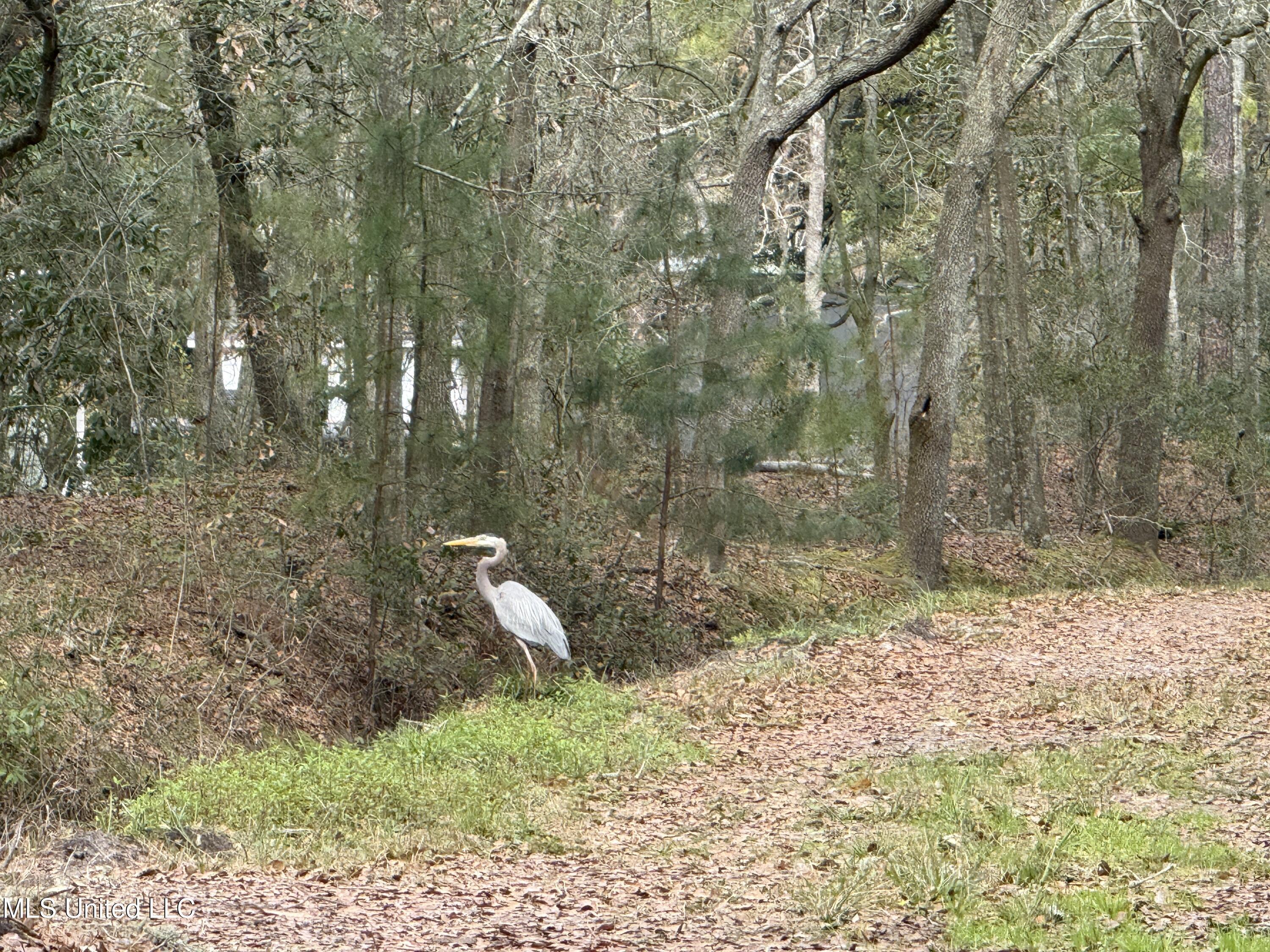 Image 3: Blue Heron