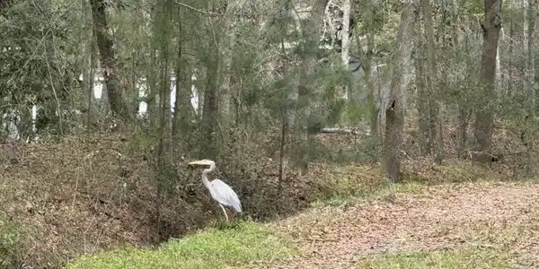 Image 3: Blue Heron