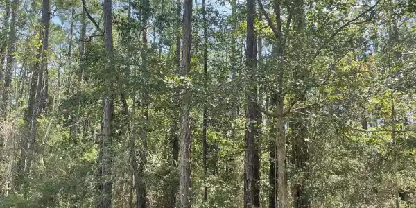 Lot 22 Sycamore Drive