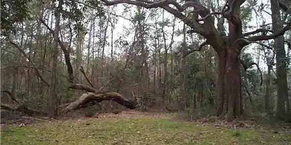 Mimosa Cove