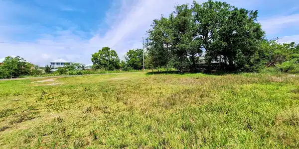 Image 3: Oak tree on property line