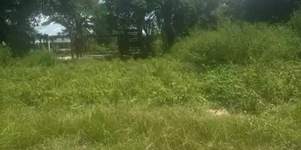 Image 2: 00
