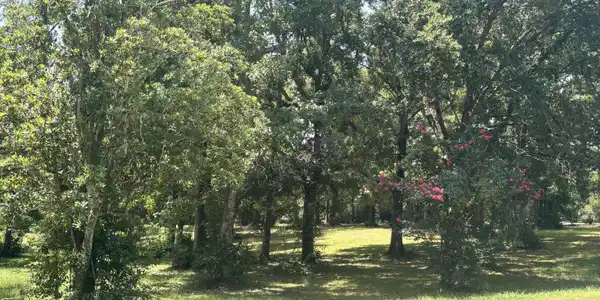 Image 4: TREES3
