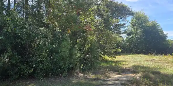 1033 Live Oak Drive