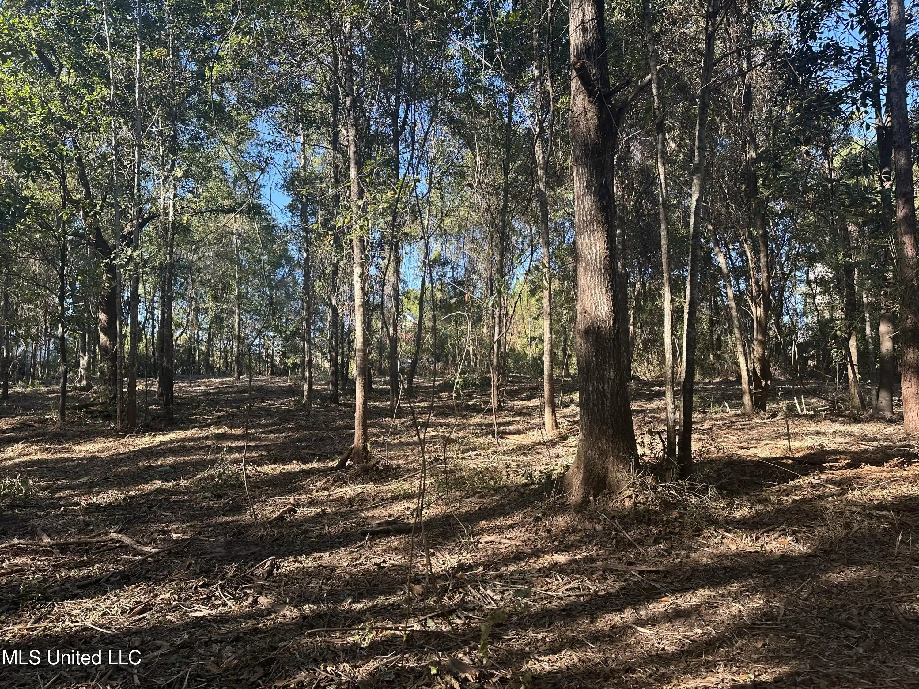 Image 1: Wooded area