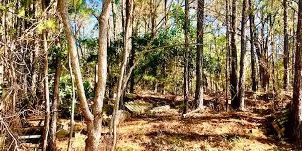 Image 2: Nice wooded lot