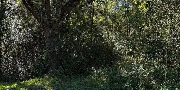 Image 2: 20251013225328412313000000-o