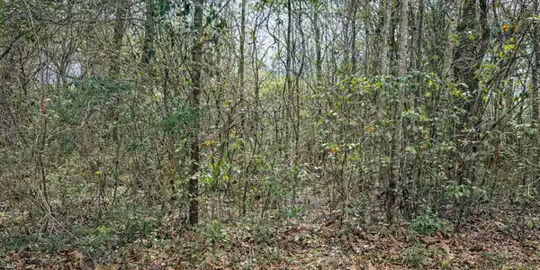 Live Oak Avenue