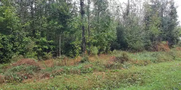 Image 3: 2824519860049052586