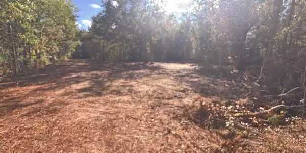 Image 3: cleared homesite