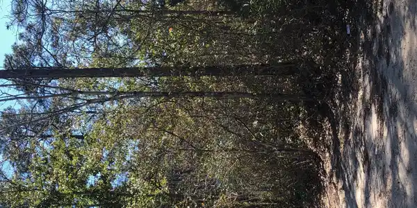 Willow Lot 358 Street