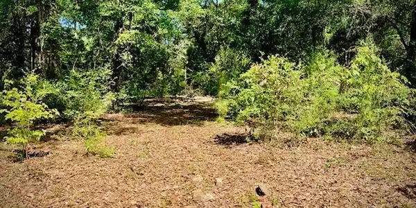 Image 2: INTERIOR LAND