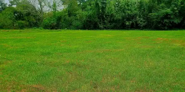 Image 3: Seaside Oaks - Lot 5 - 1