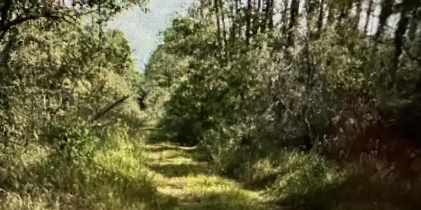 Orange Grove Road