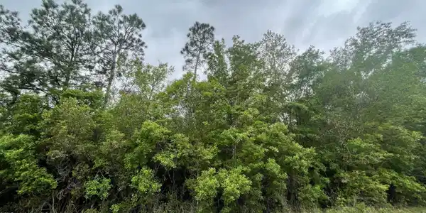 Lobouy Road