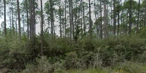 Orange Grove Road