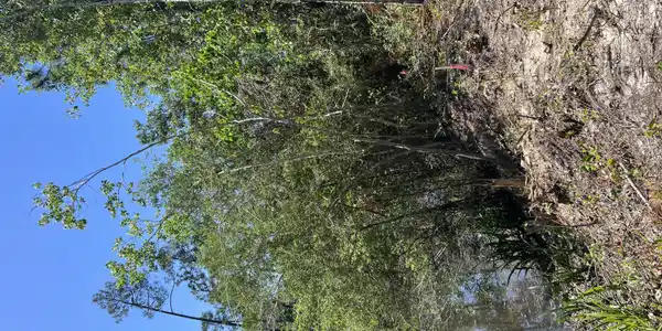 Suzanne Lot 33 Avenue