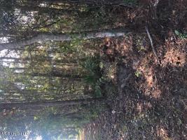 Lot 680 Sycamore Street