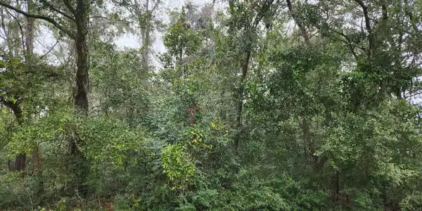 203 6th Avenue, Mount Pleasant SC 29464