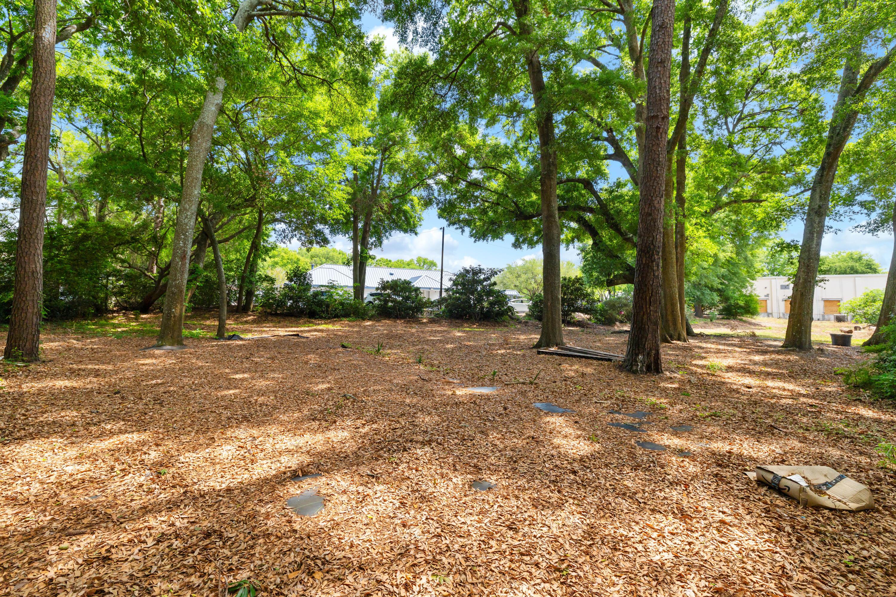 Image 3: Great Trees