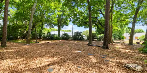 Image 3: Great Trees