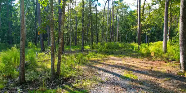 Image 2: 4759 Summit Plantation (3)