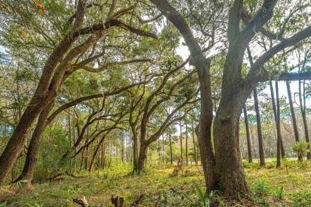 4178 Gnarled Oaks Lane, Johns Island SC 29455