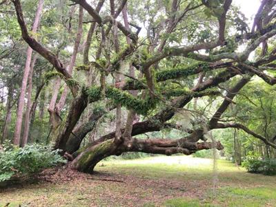 3577 Bohicket Road, Johns Island SC 29455