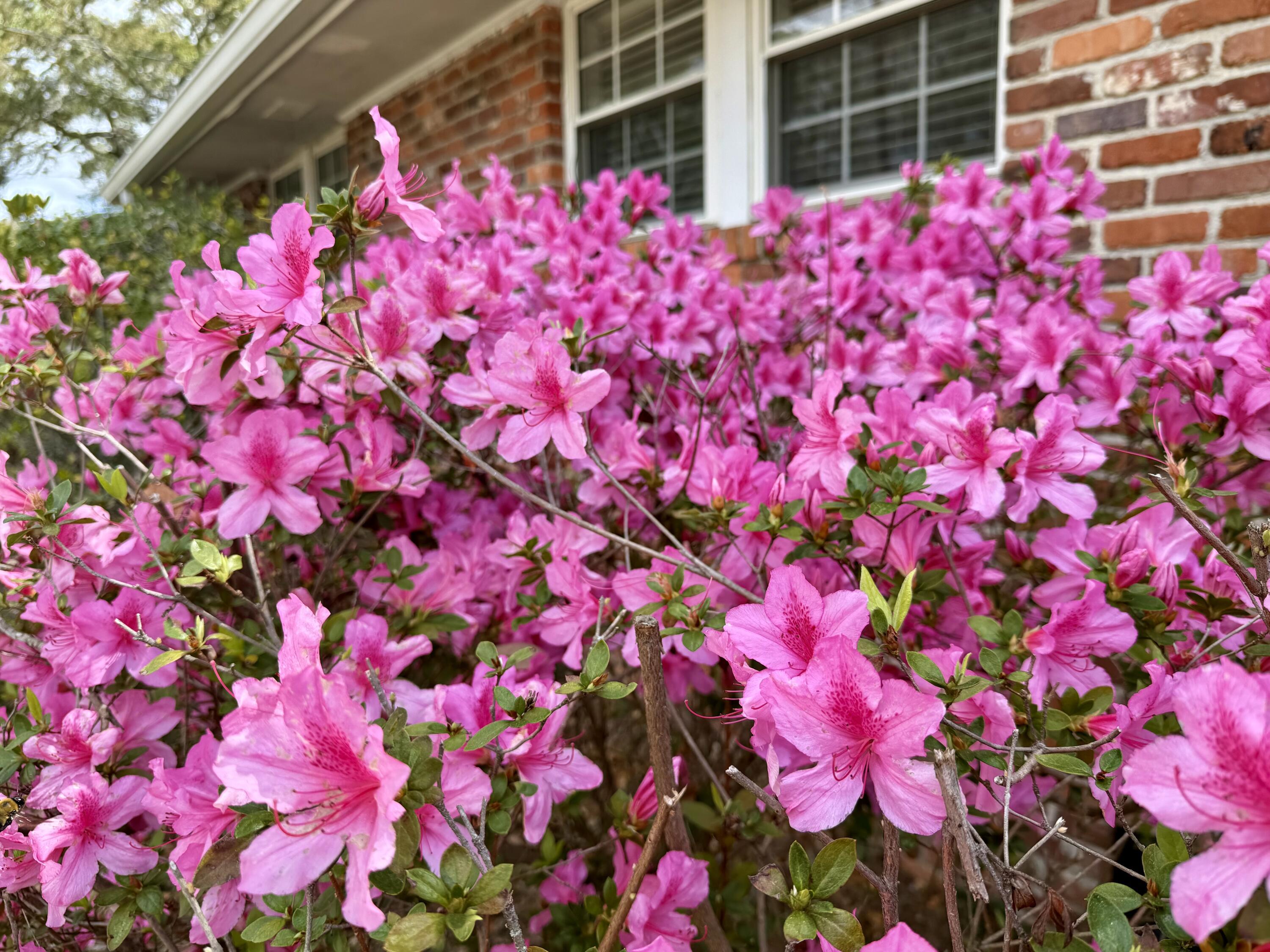 Image 3: Mature landscaping