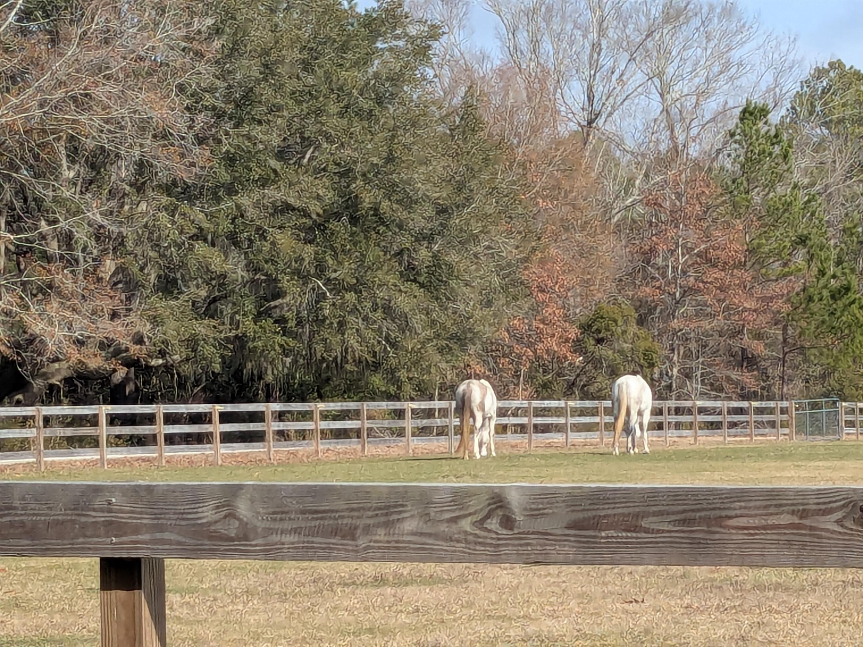 Image 2: Archfield Planatation Horses