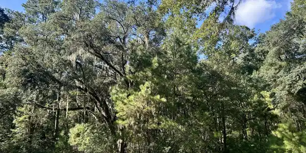 Image 2: Land Picture