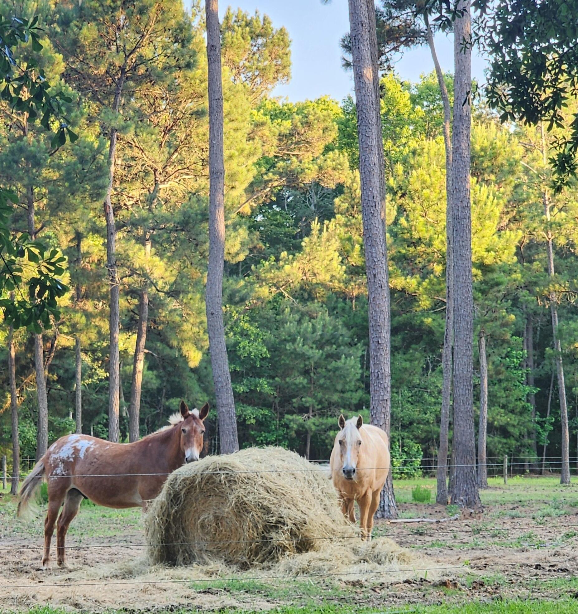 Image 3: Neighbor horse pasture