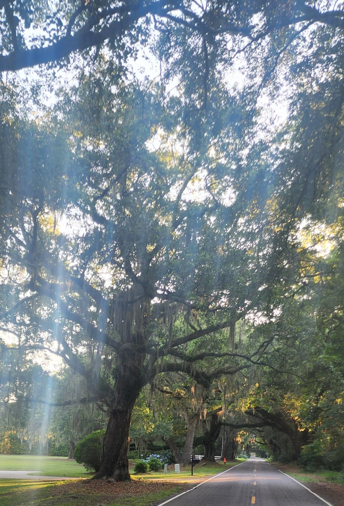 Image 4: Oak Alley leads to property