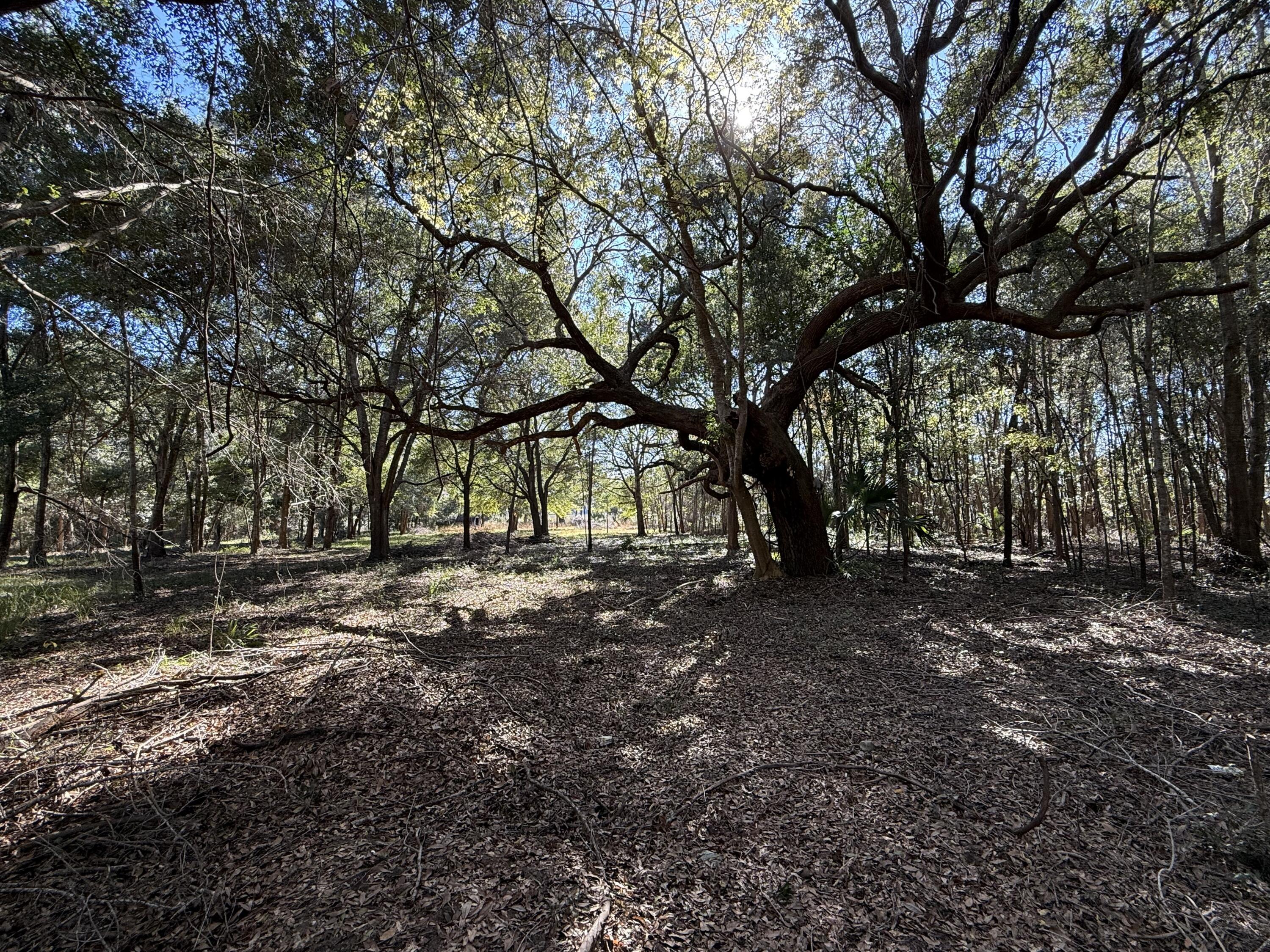 Image 2: 8341 Crooked Creek Lane
