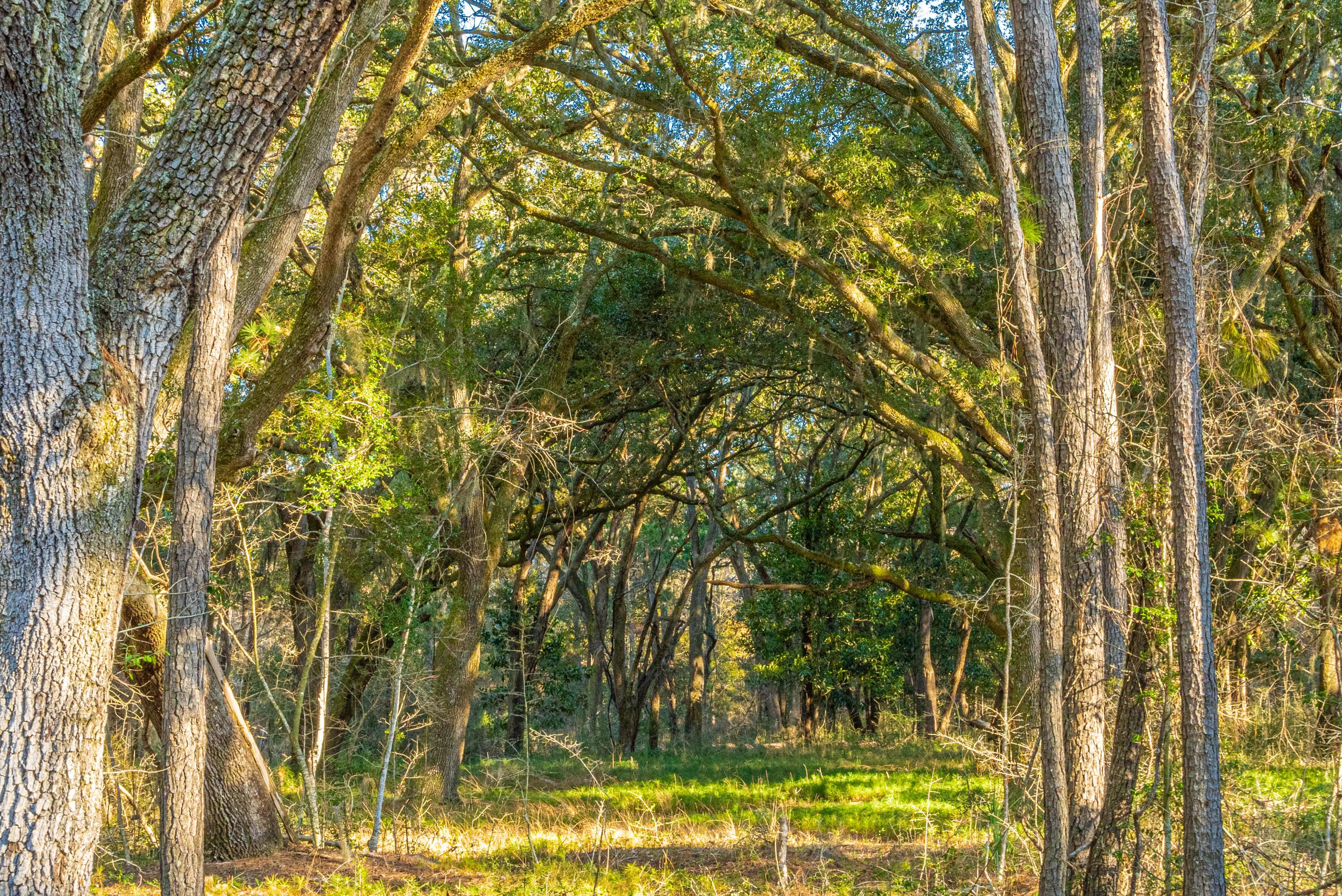 Image 3: Property Oaks