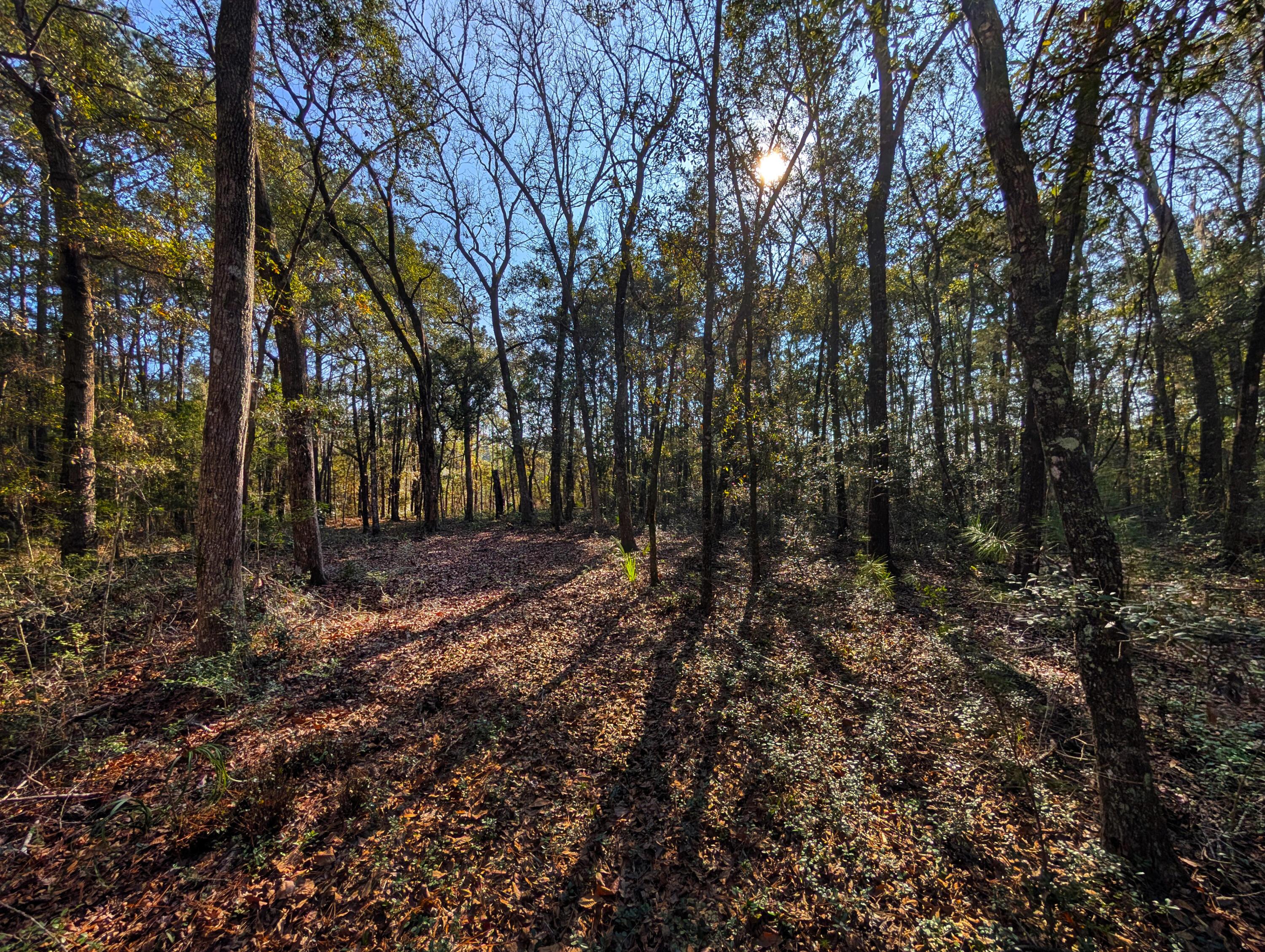 Image 4: 10-Hickory Hill