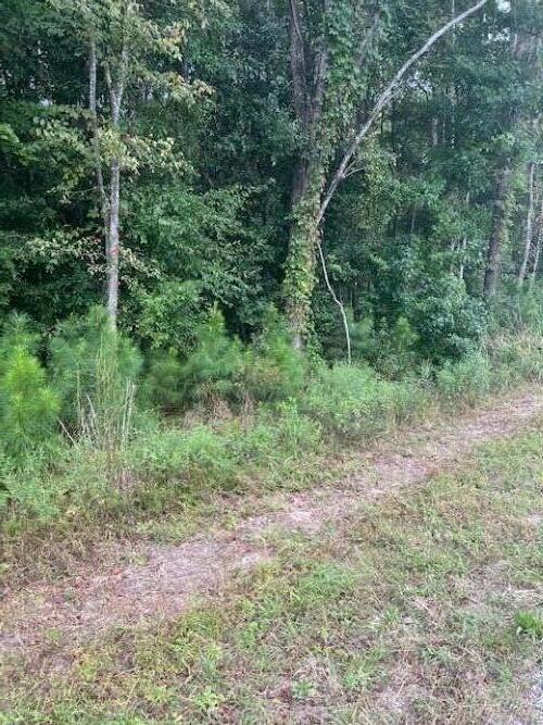 Image 4: 6572 N Hwy 17 Awendaw (5)