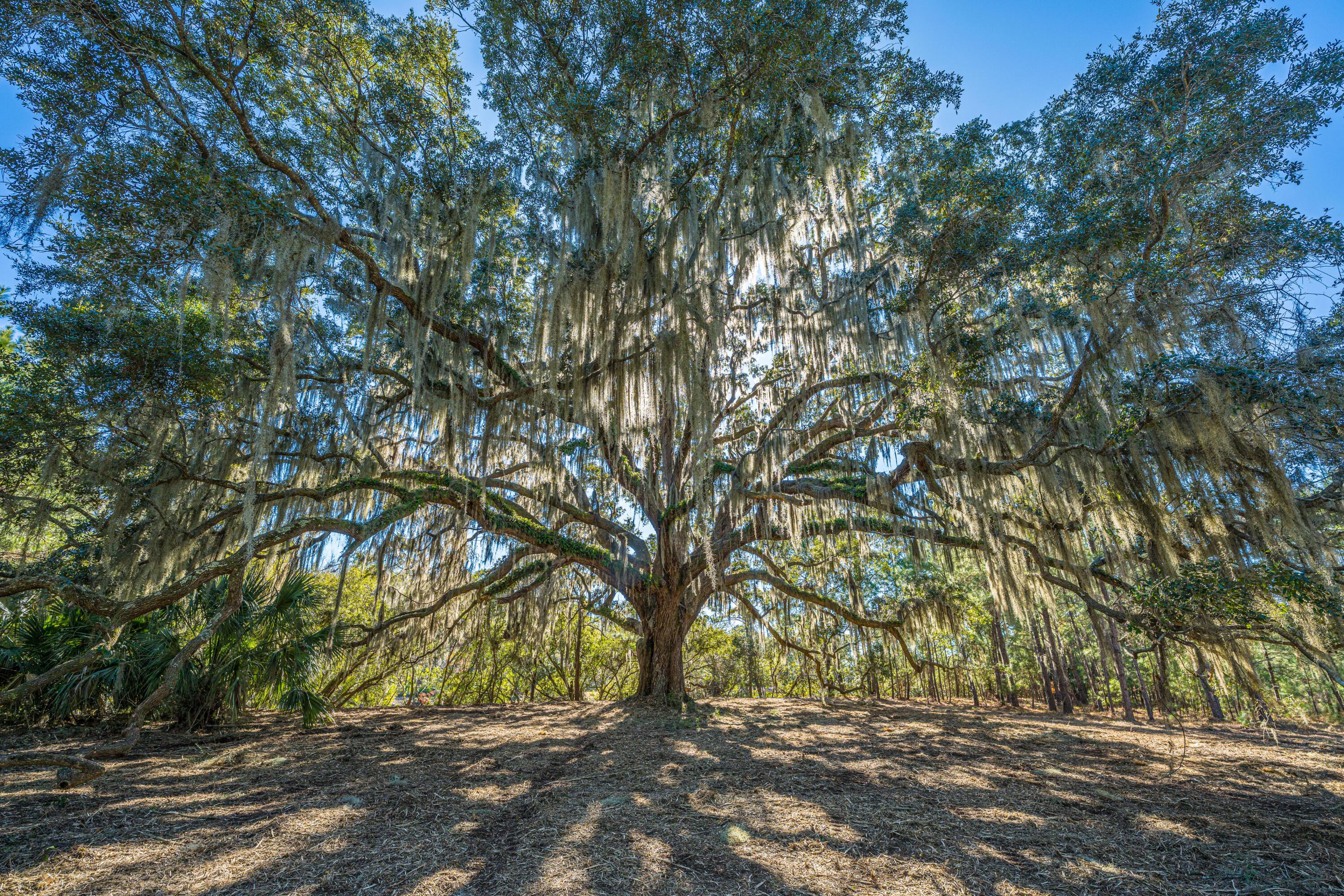 Image 1: 4129GnarledOaksLn_Lot 50_001