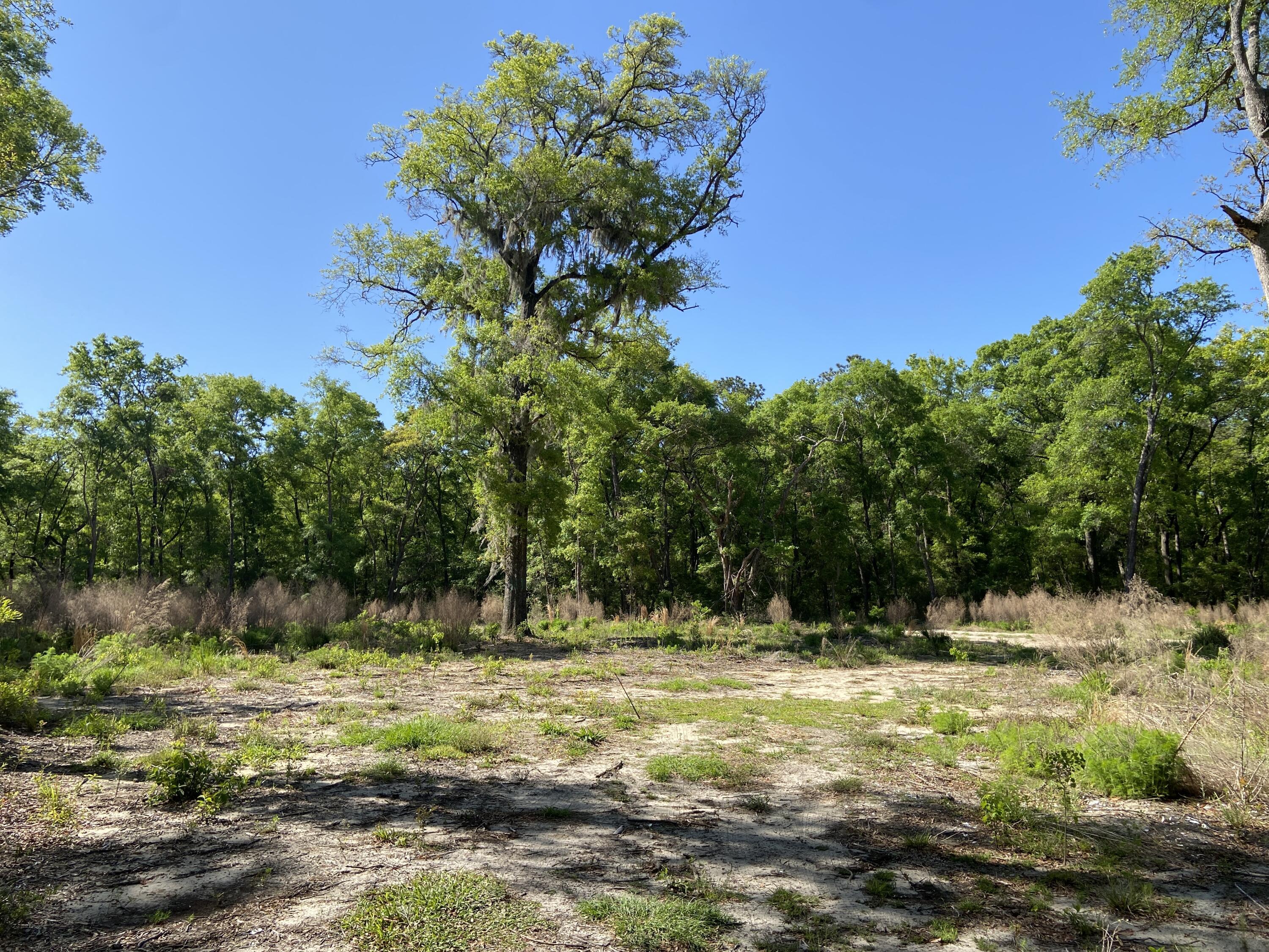 Image 3: 6079 Josie Ridge Rd (8)