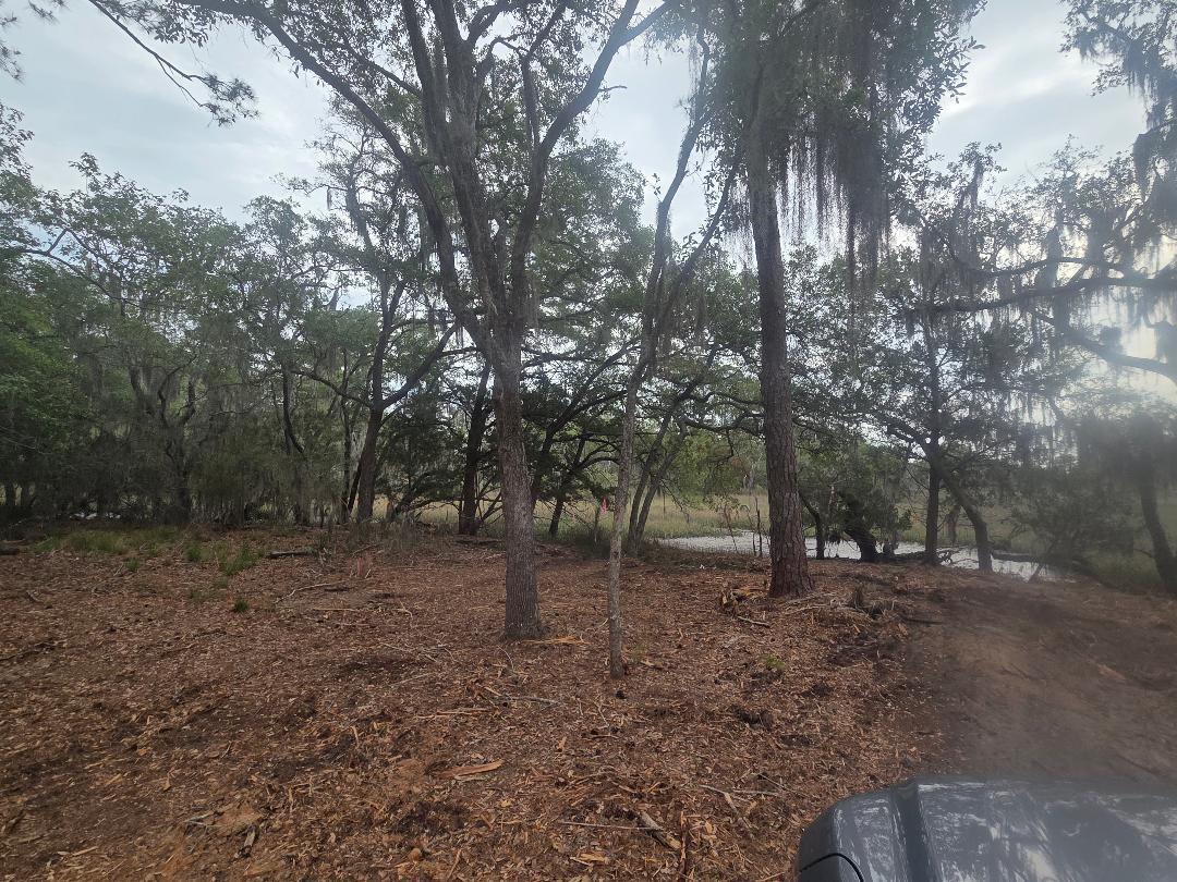 Image 2: Huge old oaks