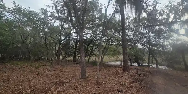 Image 2: Huge old oaks