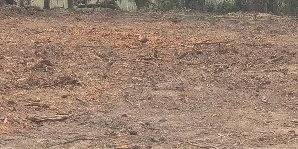 Image 4: Homesite cleared!