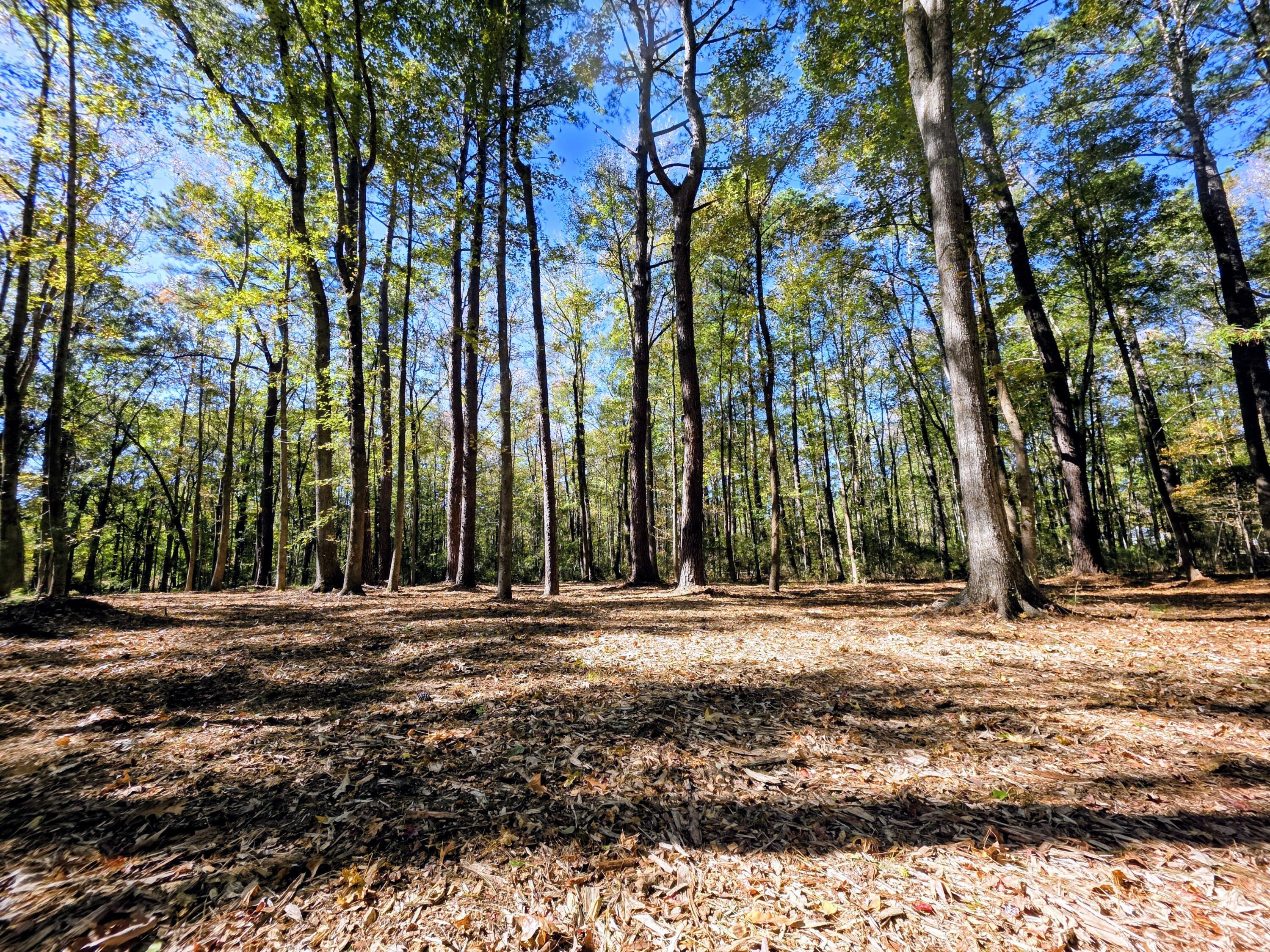 Image 4: 4.26 Acres