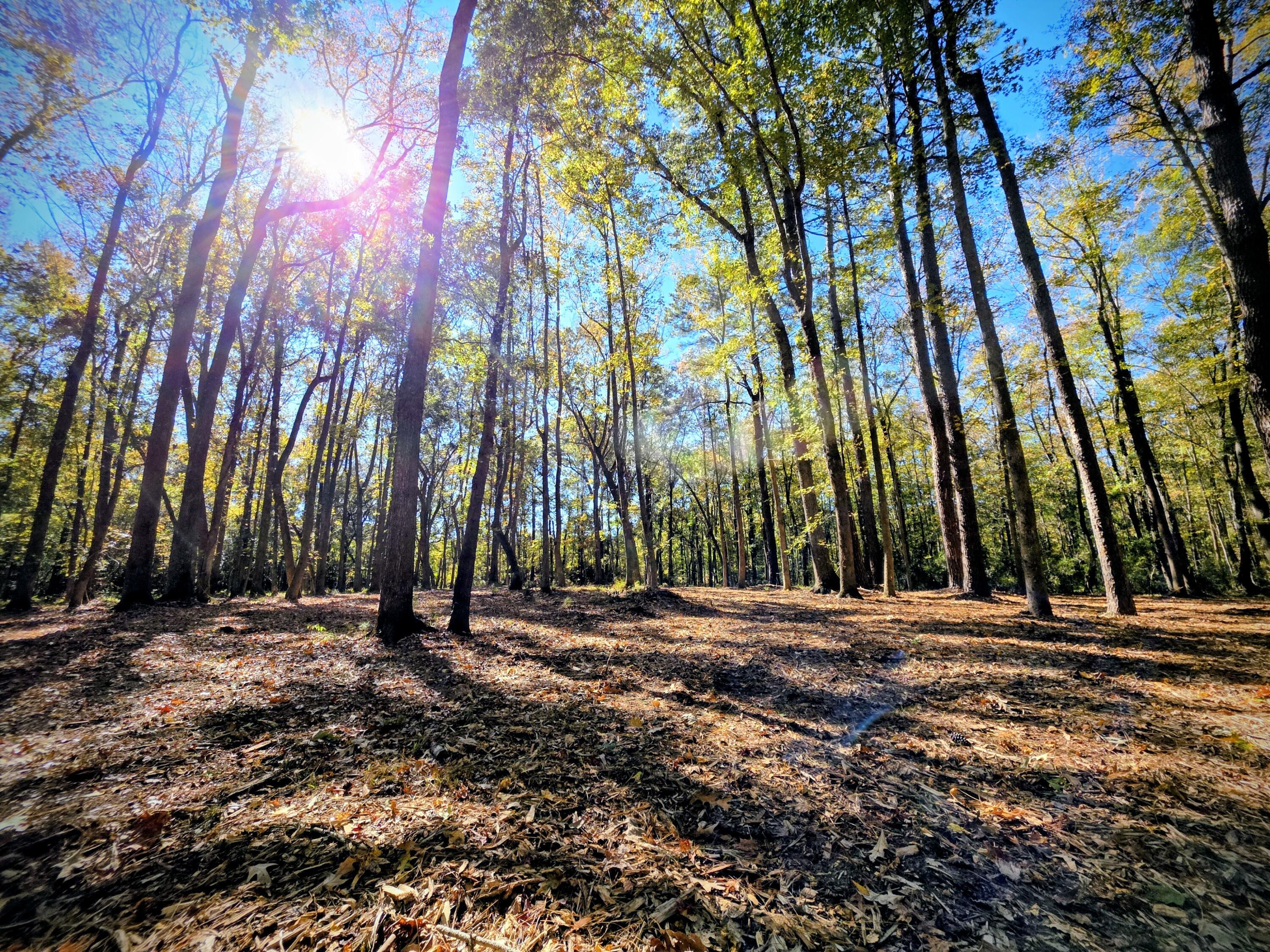 Image 3: Peaceful country setting!