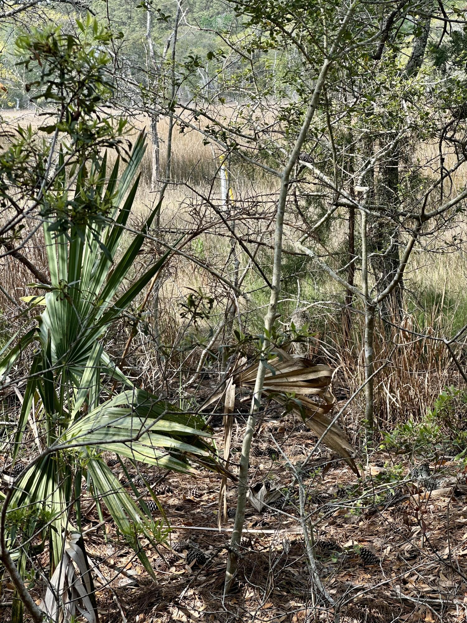 Image 4: marsh view