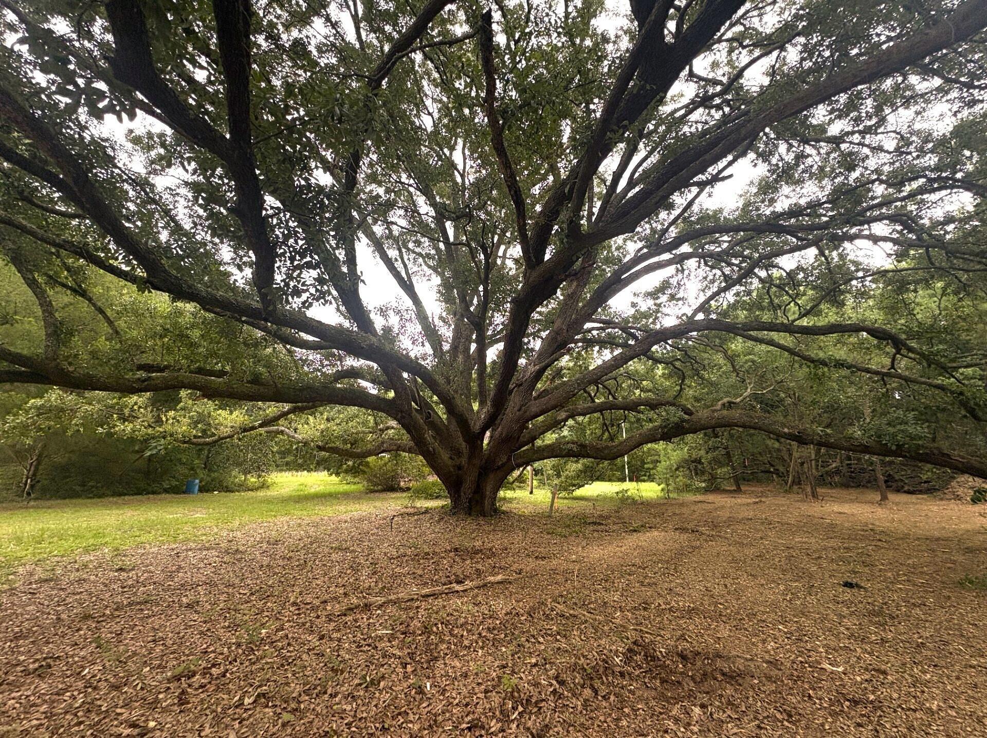 Image 2: Live Oak